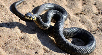 Karabük’te korku dolu anlar! Arabanın jantından çıkan yılan bütün mahalleyi ayağı kaldırdı