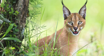 Karakulak Kedisi Özellikleri Nelerdir, Nerede Yaşar?
