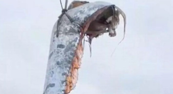 Kehanet iddiaları güçlendi! Balıkçıların ağına takılan bu yaratık kıyametin habercisi oldu