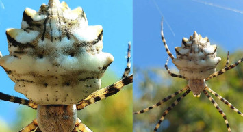 Kendi eşini yiyerek beslenen örümcek Samsun'da ortaya çıktı