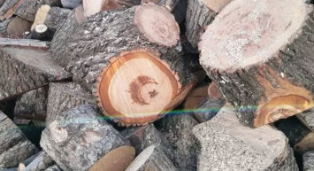 Kesilen Ağacın İçinden Türk Bayrağı Figürü Çıktı