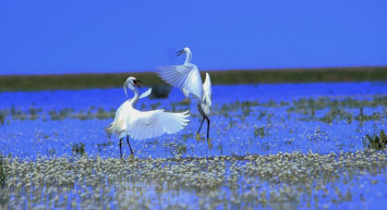 Kızılırmak Deltası’nı Göçmen Kuşlar Süsledi