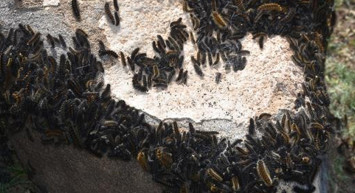 Köylere bile sıçradı çocuklar korkudan evden dışarı çıkamıyor! Türkiye'de tırtıl istilası yaşanıyor