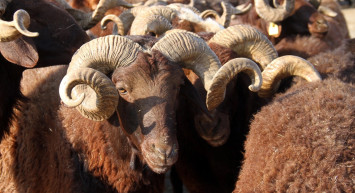 Kurban Kesmek Farz mı, Vacip mi, Sünnet mi?