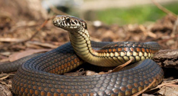 Manisa'da görülen dev yılan dehşete düşürdü! Yetkililer uyardı