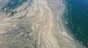 Marmara Denizi'nde Görülen Deniz Salyasının Sebebi Ne?