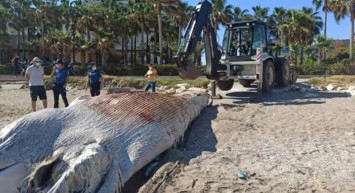 Mersin Sahiline 8 Metre Oluklu Beyaz Balina Vurdu