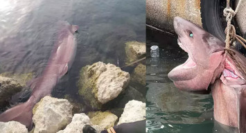 Mersin’de altı tane solungacı olan köpek balığını görenler küçük dilini yuttu!!