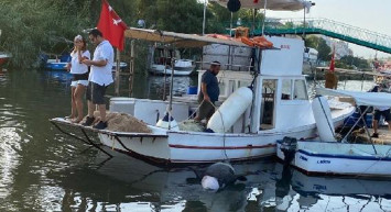 Muğla’da Nesli Tükenme Tehlikesi Olan Ölü Foka Otopsi Yapılacak