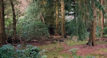 Ne güzel değil mi yeşil, yeşil... Peki ayrıntıyı fark edebildiniz mi?