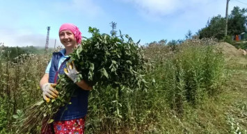 Ordu’da kurdukları tarladan yağ üretiyorlar: Almanlara rakip oldular