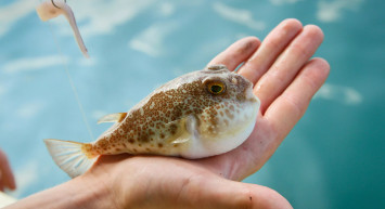 Resmi Gazete'de Yayımlandı: Avlayana Para Verilecek