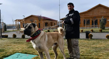 Safkan Sivas Kangalı’nın Bakımı da Sivaslılar Tarafından Yapılıyor