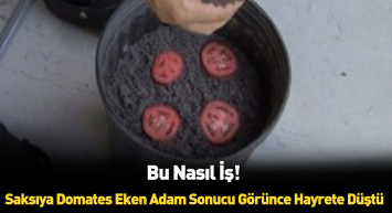 Saksıya domates dilimleri koydu sonuca kendi bile inamadı