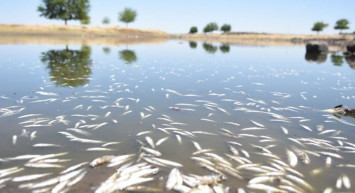 Şanlıurfa'da Korkutan Ölümler: 2 Gün Önce Başladı
