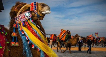 Suudi Arabistan'da Şaşırtan Olay! Botokslu Develer Güzellik Yarışmasından Diskalifiye Edildi