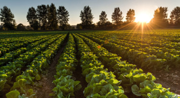 Tarımsal Ödemeler Açıklandı! Resmi Gazete'de Yayımlandı