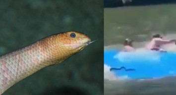 Tatil amacıyla gittiği denizde hayatının şokunu yaşadı! Yılanla mücadele ettiği o anlar kameralara yansıdı