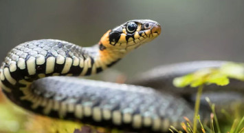Tel örgüye sıkışan yılan görenleri şaşkına çevirdi! Yetkililer gözlerine inanamadı o anlar saniye saniye kaydedildi