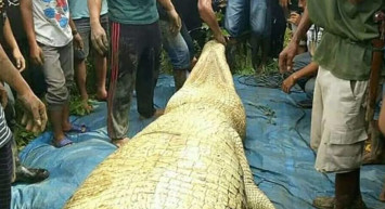 Timsahın karnından çıkanlar herkesi şoke etti! Günlerdir kayıp olan zavallı adam meğerse çoktan yemek olmuş işte o görüntüler