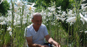 Tokat'ta Zambak Satarak Para Kazanıyor