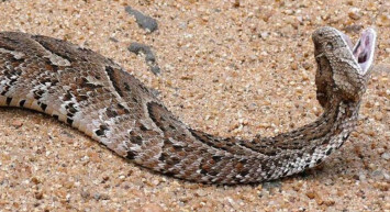 Türkiye'de engerek yılanı görüldü tek bir zehri bile insanı öldürmeye yetiyor! Kimse evinden çıkmasın aman diyelim