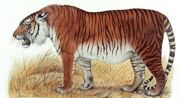 Türkiye'de Nesli Tükenen Hayvanlar