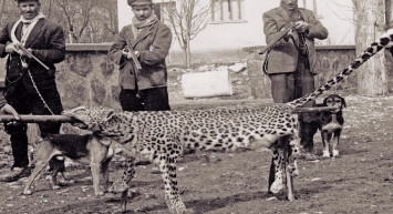 Türkiye'de Nesli Tükenmekte Olan Hayvanlar