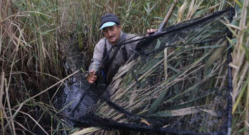 Türkiye'de Toplanıyor, Avrupa'ya İhraç Ediliyor! Kurbağaların Kilosu 30 TL