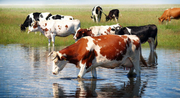 Ülkeyi ayağa kaldıran anlar: Ahırda inekle cinsel ilişkiye girmek isterken diğer inekler tarafından ezildi!