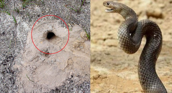 Yılan istilası başladı! Dünyanın en zehirli yılanının torunu o illere geldi 'Kimse evden çıkmasın'