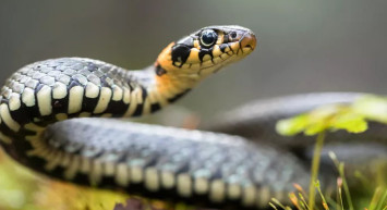 Yılanla oynayan çocuk penisini kaptırdı! O görüntüler viral oldu