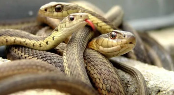 Yılanlar sürü halinde dolaşmaya başladı! Mağaradan çıkan yılanların boyu vatandaşları paniğe sürükledi bir damlası adımı öteki tarafa götürür