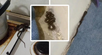 Yılanlı evde korku dolu yaşam! Her yerden fışkırıyorlar ‘Sürü halinde ortaya çıkıyorlar özellikle geceleri...’