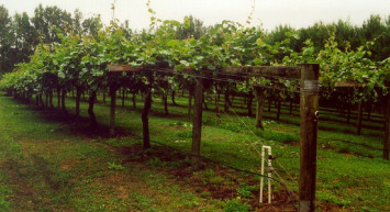 Zonguldaklı Fındık Üreticileri 3 Kat Daha Fazla Kazanç Sağlayan Kivi Yetiştiriciliğine Yöneldi!
