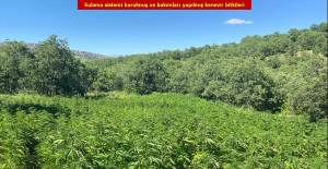 Diyarbakır'da 2 Milyon 452 Bin 500 Kök Kenevir Bulundu
