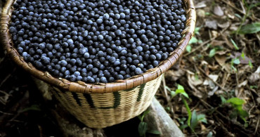 Lösemi Hücrelerini Öldüren Besin: Acai Çileği