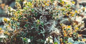 Akdeniz’ e Özel Aromalı Bitkiler