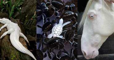 Başka Bir Gezegenden Gibi Görünen 10 Albino Hayvan