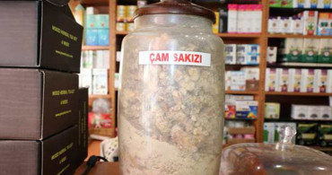 Çam Sakızı Gizli Şifa Kaynağı!