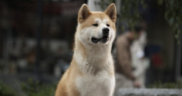 Koşulsuz Sadakate Sahip Köpek Cinsleri
