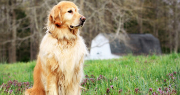 Evde Bakılması Yasak Olan Köpek Türleri Nelerdir?