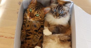 Mutluluk Seviyenizi Arttıracak 7 Yaramaz Kedi Fotoğrafı