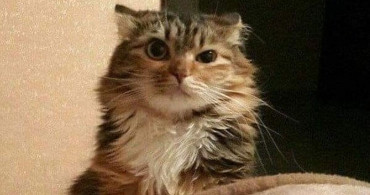 Sadece Kedi Sahiplerinin Karşılaşacağı 8 Durum