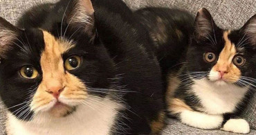 Kedi İzlemek Mutluluğun Doğrudan Anahtarı