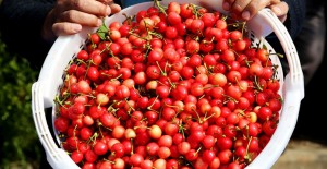 Sezonun İlk Kirazı Açık Artırmayla Kilosu 400 Liradan Alıcı Buldu