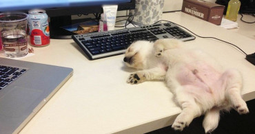 Antidepresanlardan Daha İyi 8 Köpek Resmi