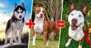 Birbirinden Havalı Karışık Irk Köpekleri