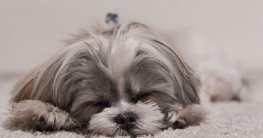 Dost Canlısı En Sevimli 6 Köpek Cinsi