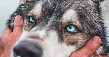 Bildikten Sonra Sarılmak İsteyeceğiniz Kurt Köpeklerinin 9 Özelliği